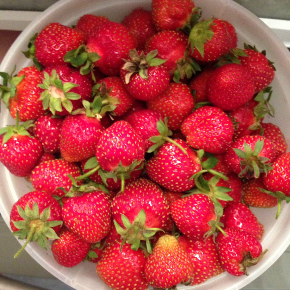 RachelVeinott's tweet photo. Part of this weeks CSA bounty. 4L of strawberries! #pllcstretch @MyPrairieGarden https://t.co/m4OXNwP1og