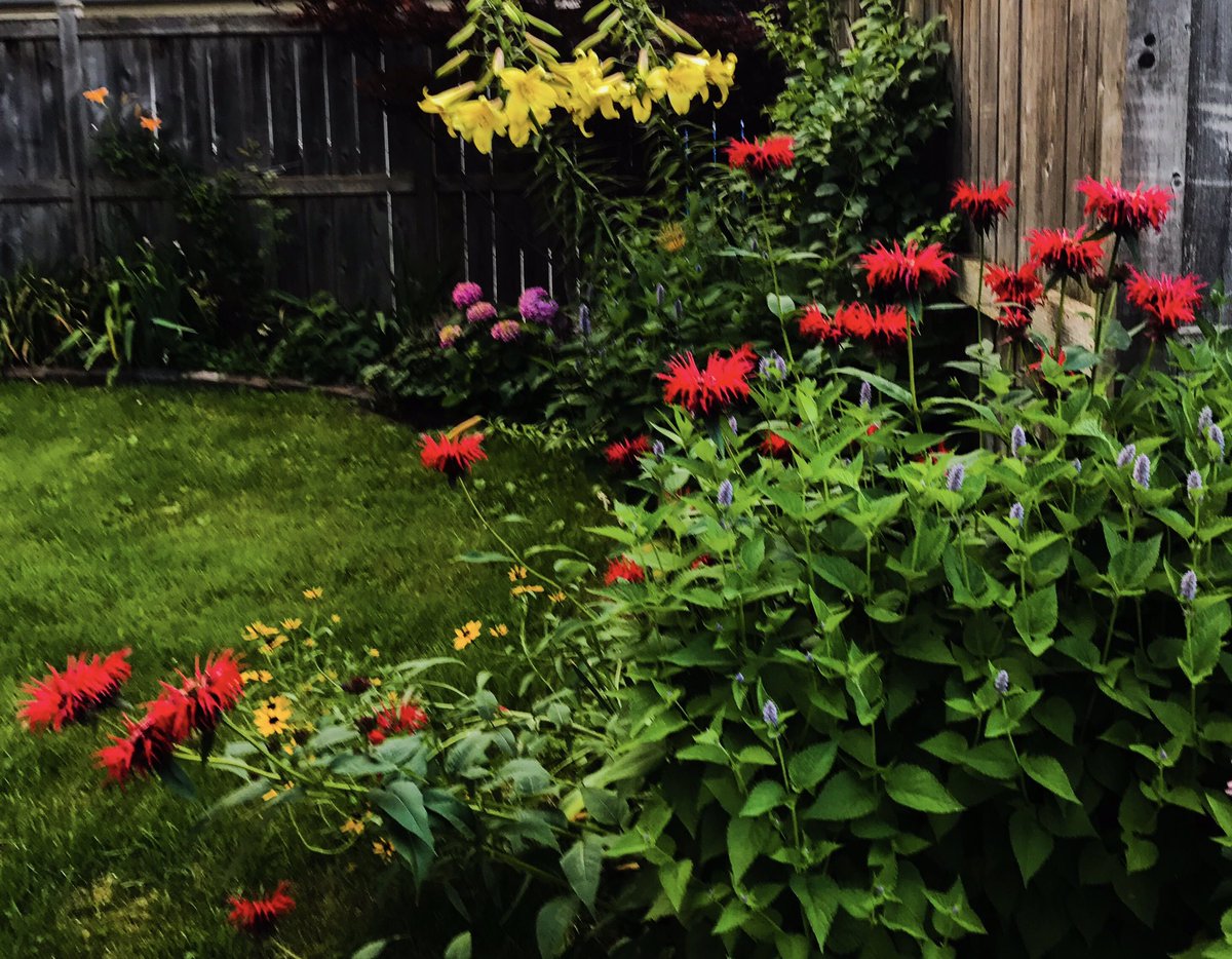 Backyard in full summer-bloom #Chicago #LaudatoSi