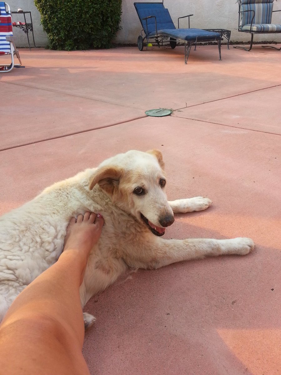 phall02's tweet photo. Casey girl and I chilling on the patio #SundayFunday https://t.co/OGhOfc5H5l