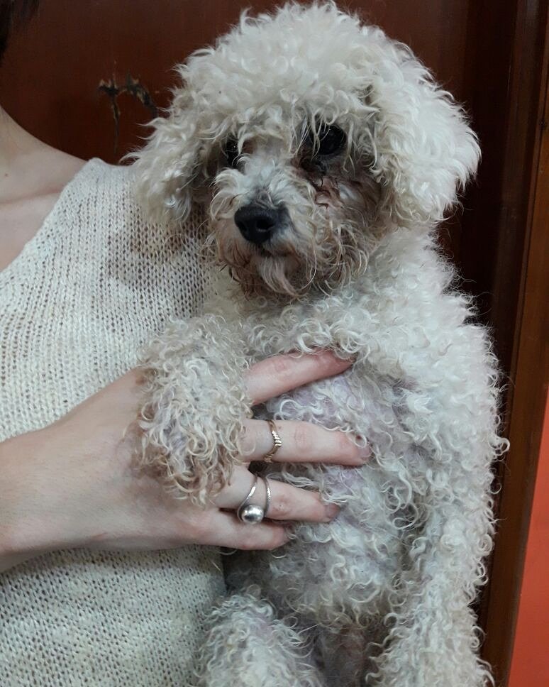 fermilanesi's tweet photo. Encontramos este perrito en la zona del hospital, necesitamos ayuda para encontrar a sus dueños. Agradecemos la ayuda para compartilo https://t.co/v84yg4Qiz2