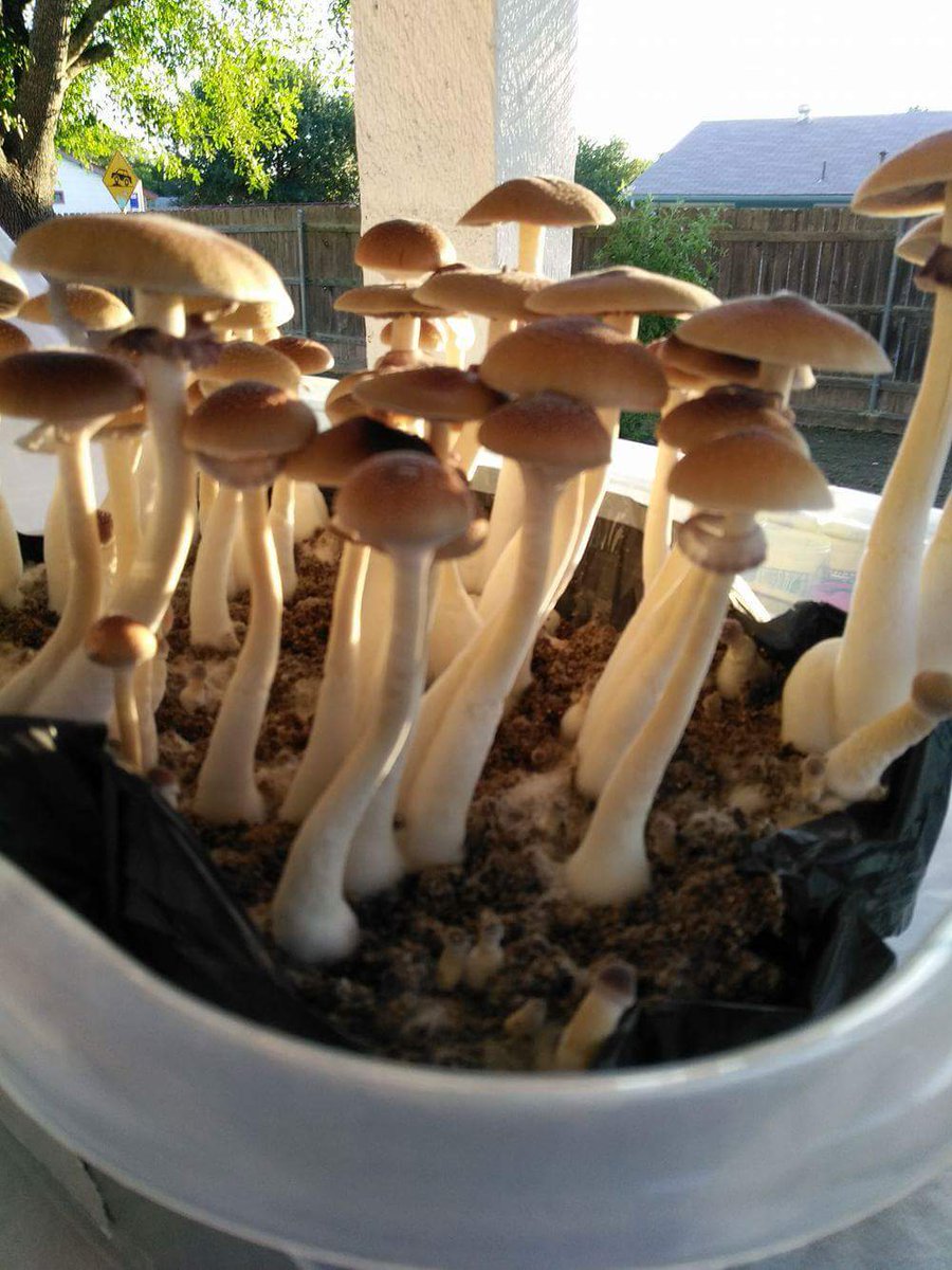shroomdaddy1980's tweet photo. Golden Teacher #mushrooms #magicmush #magicmushrooms #STG #mycology https://t.co/vkMYkaS9hf