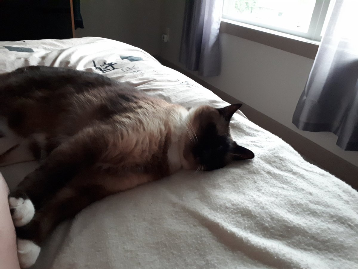 deadpetland's tweet photo. This #ThunderBuddy just hijacked my side of the bed. @MuddyBuddy186 #SnapchatMeDemKitties https://t.co/YEu1OkPdE6