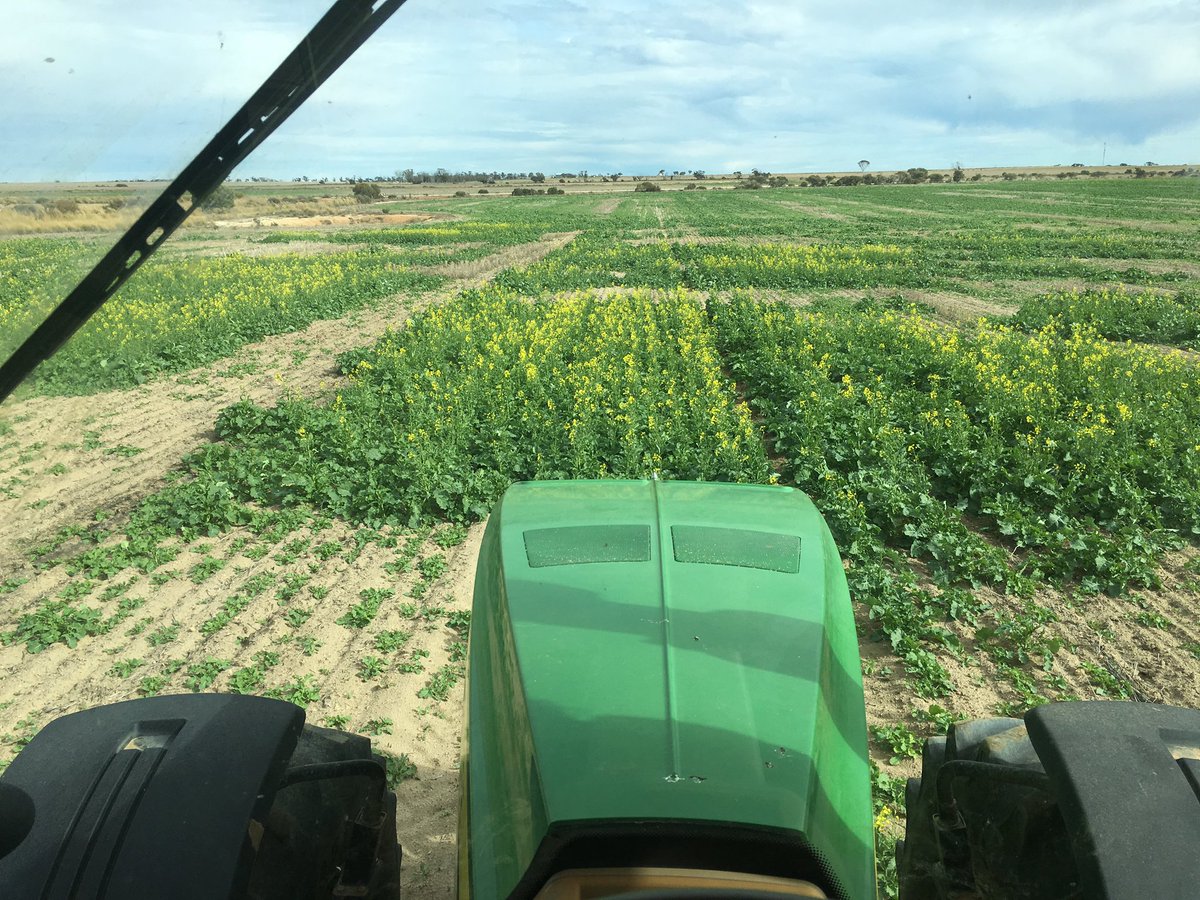 nathansawyer94's tweet photo. Cotyledon to flowering and every stage in between. Does that mean I'm both too early and too late to spray it π€ #canola #bitdry https://t.co/wLmb7yBicF
