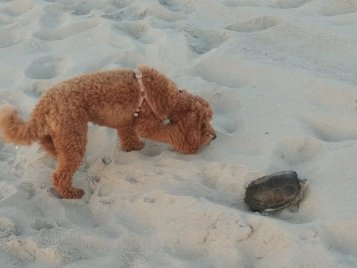 Briggy discovered an unusual new toy on Brigantine Beach.