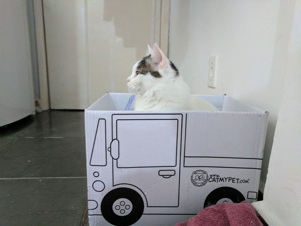 kittychenlab's tweet photo. Linda a embalagem da catmypet https://t.co/9JGYIbkArC