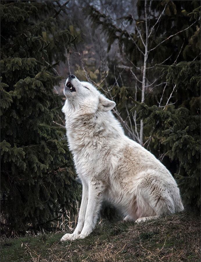 Cuando no sabes si sales mejor en las fotos como humano o como animago 😍🐺