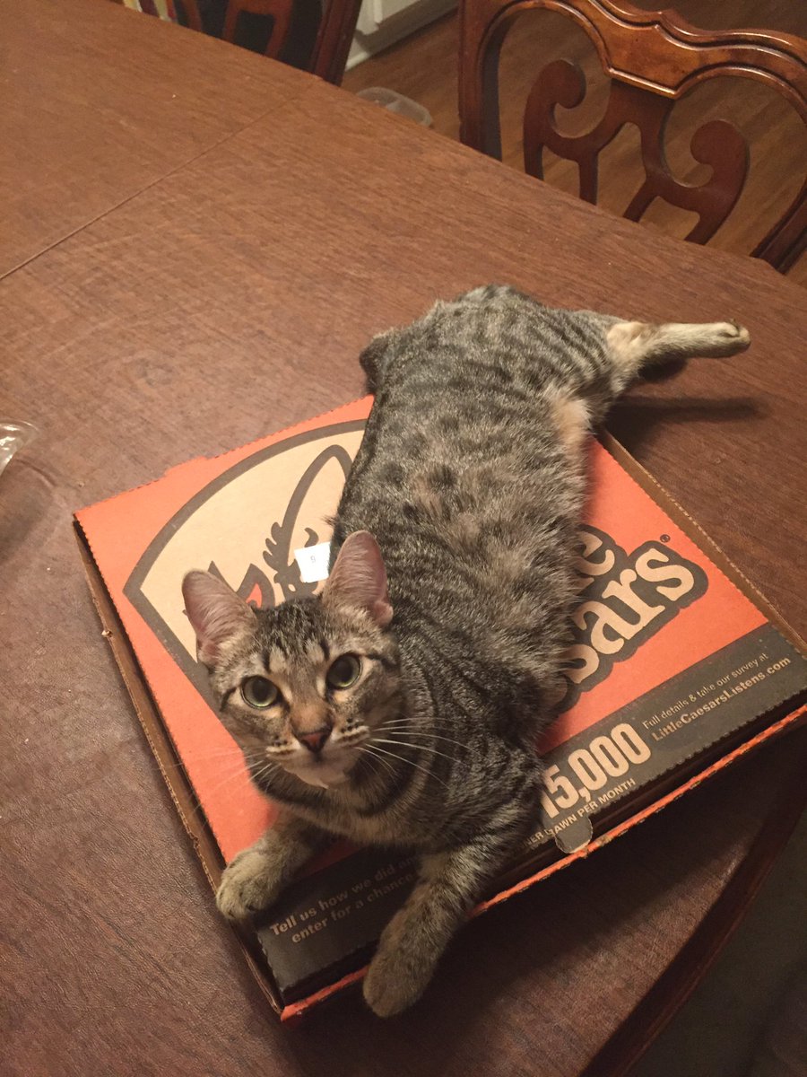 ProdigyX117's tweet photo. @littlecaesars she wanted some so bad https://t.co/JE2HsBck4N