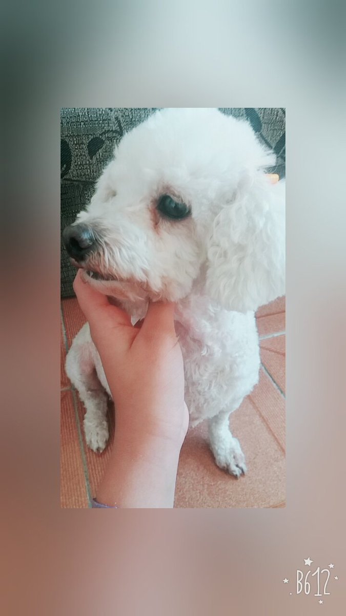 TentandoSerAgm's tweet photo. Razão❤🐶 https://t.co/rZJUVTxmOd