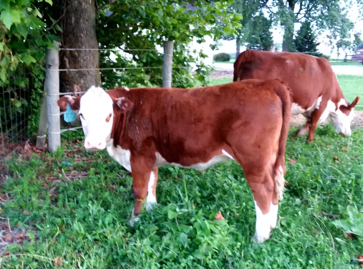 cindyoverdorf's tweet photo. @CobyGreerMusic cow chores with a #twang... two or four legged... #weareallcobygirls and it's hot enough for a #BigOleBrew #realdealcountry https://t.co/Ao8OFBSLFY