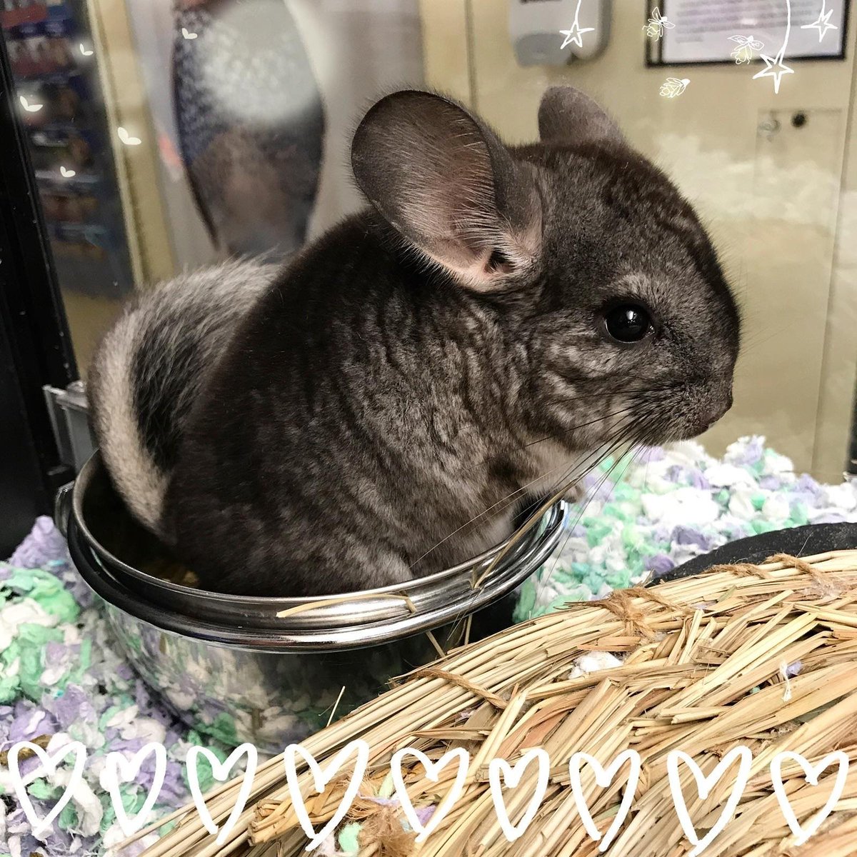 Petsmart #1461 tweet media
