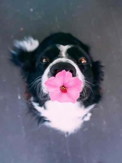 鲜花插在狗嘴上了。。。