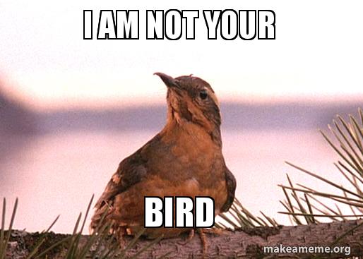 LogsCoffeeBob's tweet photo. #TwinPeaks bird tweets, confidential to Jerry's foot. https://t.co/Eps3VfrWRb