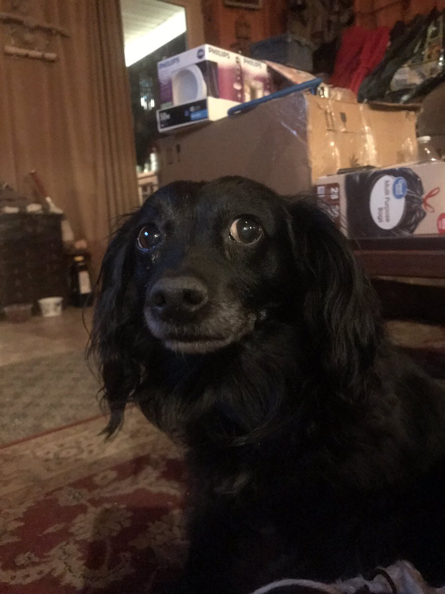 MollybDog's tweet photo. I'm old and mostly retired but I still help mom at home. 🐶 https://t.co/0OGeRY1Ajr