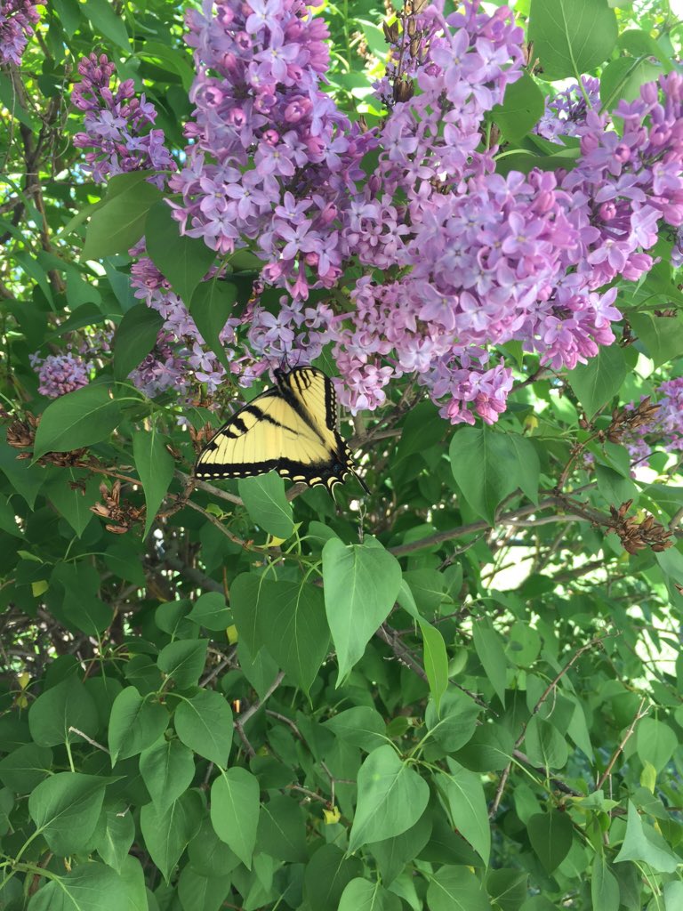 NRCS_NDakota's tweet photo. Bugfest with Dr Jonathan Lundgren @BlueDasherFarm. July 12 Bismarck State College. July 13 Menoken Farm Garden Tour. https://t.co/HAtzb1K3Th https://t.co/jncqPzrYuZ