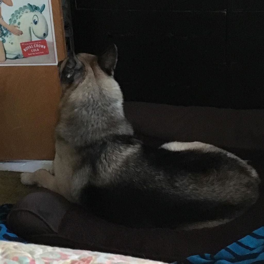 mamatufy's tweet photo. Someone is soooo mad at the humans #hermitsofinstagram #hermitstatus #hermitseason #hermitstyle #hermitscove #herm… https://t.co/TbkvcZ1wg2 https://t.co/ZK310xf0on