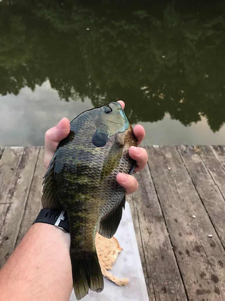 SandyPoleyPar's tweet photo. @YoungPageviews @YoungPageviews  just a monster Blue Gill #slab https://t.co/fTOrdt3HKV