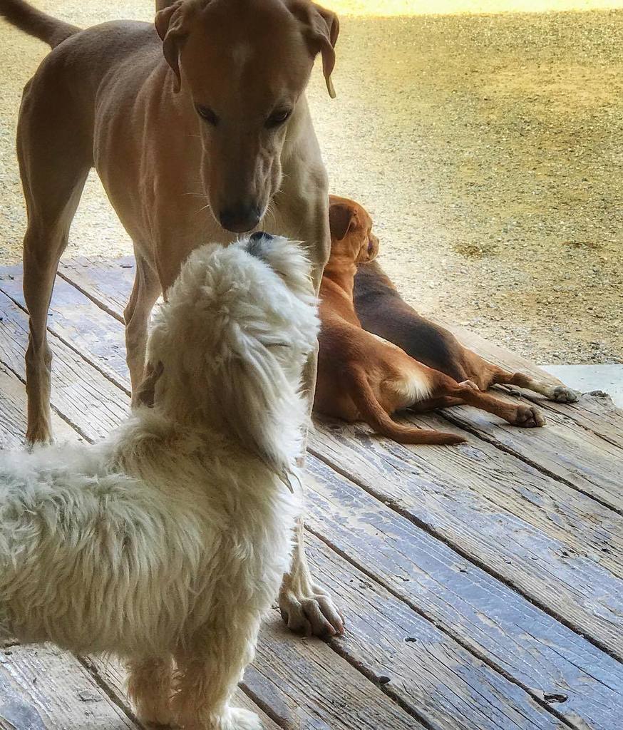 CheriWLucas's tweet photo. A kiss is just a kiss...😘💋🐾❤️ #kissme #DogTrainer #DogTraining #Dogs #DogLovers #LeadWithLove #pitbulllove #dogres… https://t.co/MnpzlI8wRt https://t.co/JhZ5o8S6gy