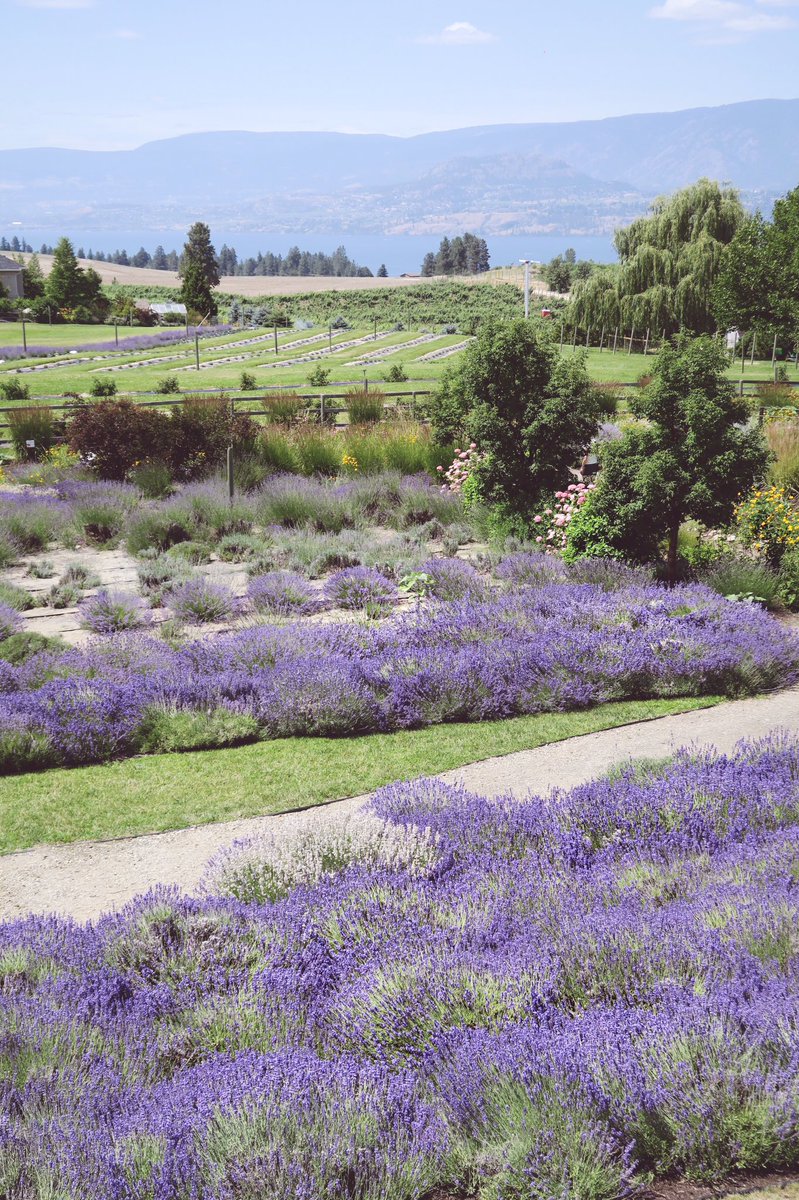 TrinaDuhra's tweet photo. Today was dreamy! So in love with the @KelownaLavender Farm! Had to check it out while I was in town βΊπ#TrinaDuhra #LifeWithTrina https://t.co/2cLRpCL7UO
