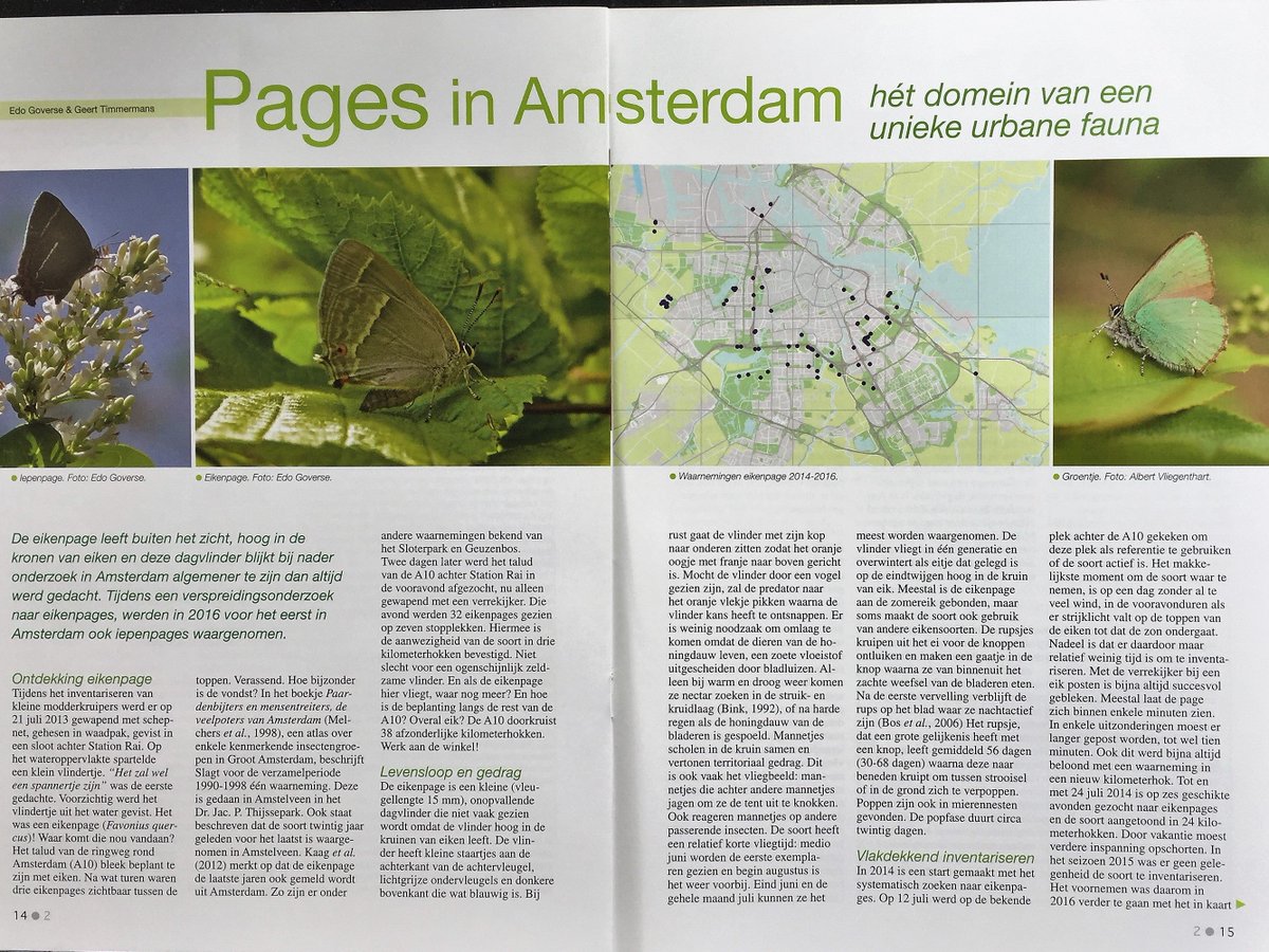 Verrassende vlinders in Amsterdam; 4 pages (groentje, eiken-, bruine eiken-, iepenpage) leven in hoofdstad. Lees artikel 'Tussen Duin&amp;Dijk'