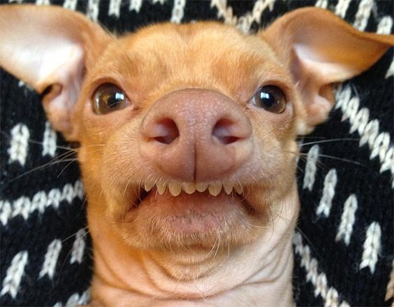 fuuuuuuh fon fieder #Montag. Wir wünschen Euch dennoch einen guten #Wochenstart. 🙃 #bigbuddy_eu #dogs #hunde