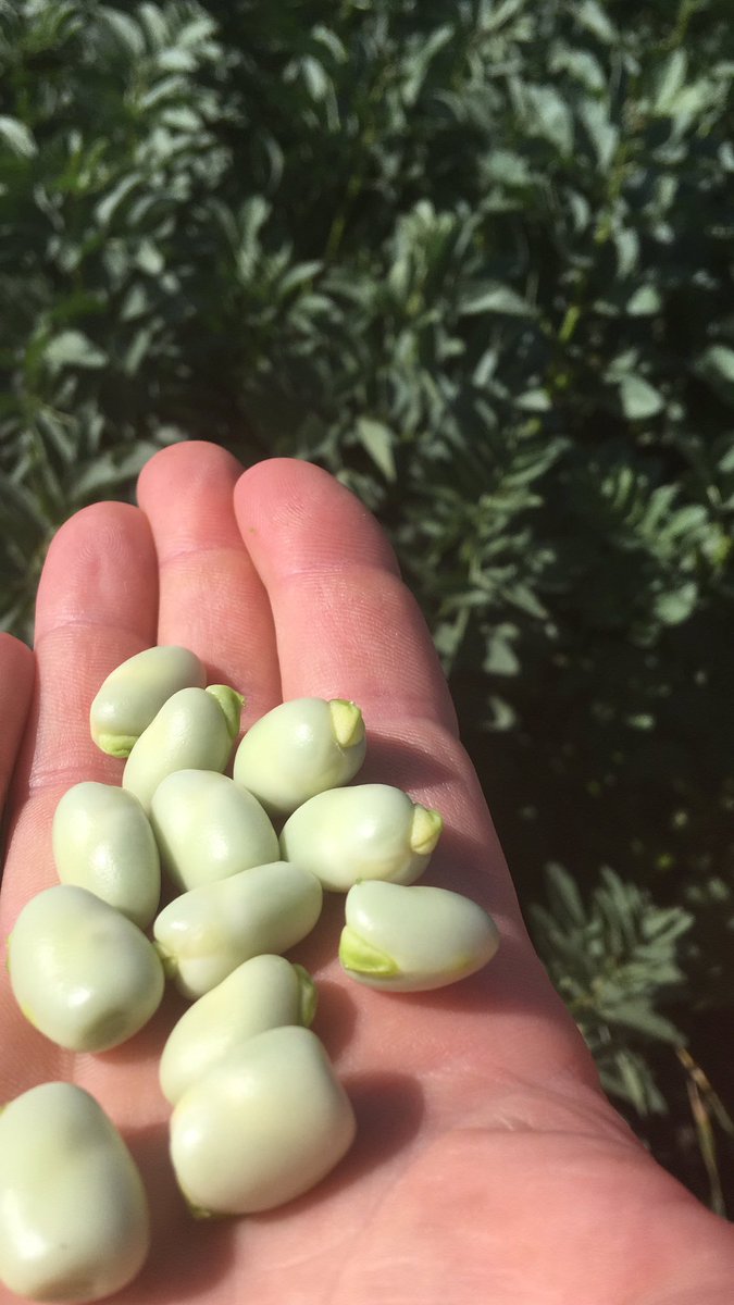 #Tundra #winterveldbonen doen het goed, zeer grote bonen!