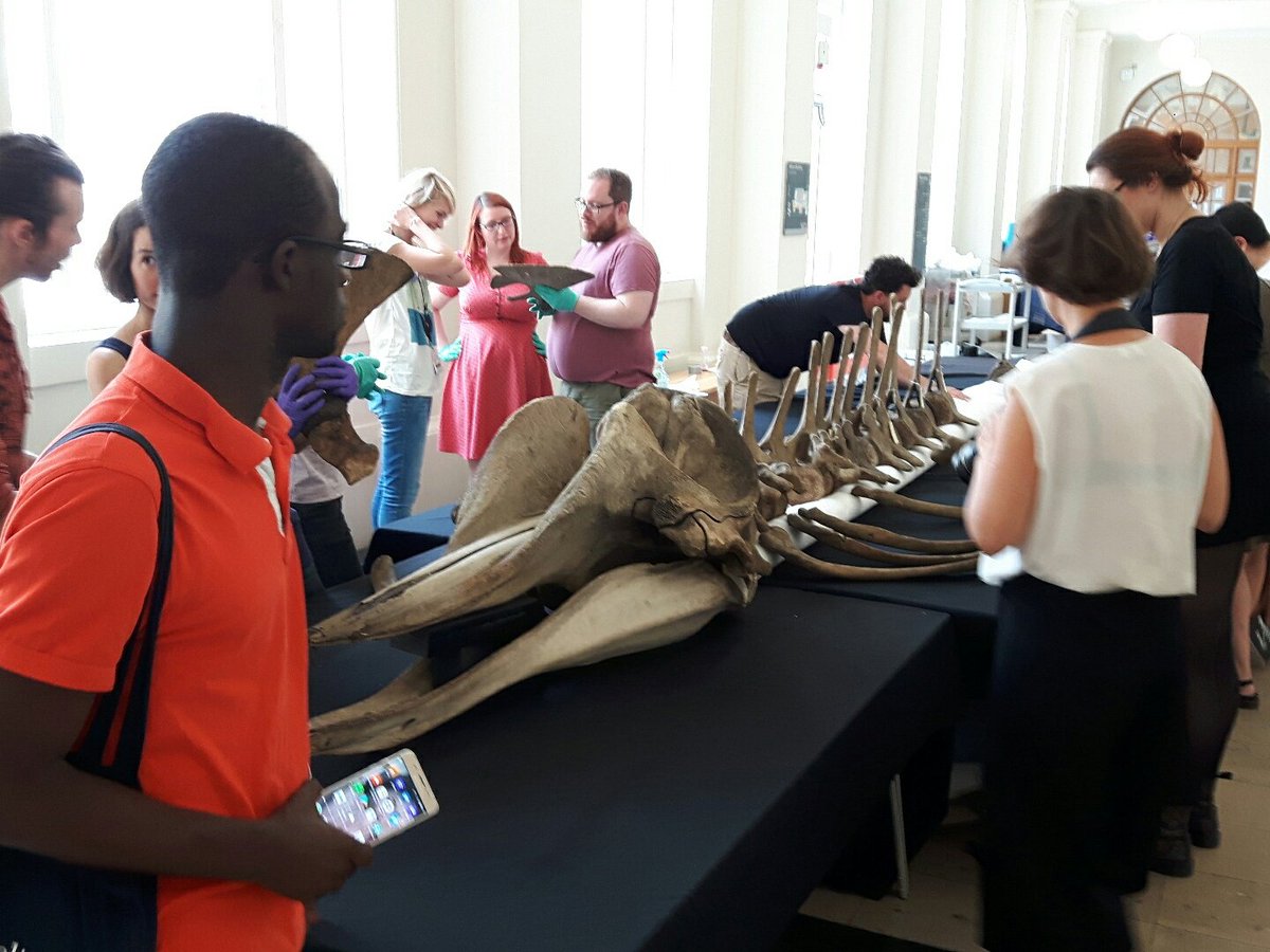 GrantMuseum's tweet photo. Thanks again to the 800 visitors who helped us build and clean our whale this weekend. We couldn't have done it without you.
#WhaleWeekender https://t.co/0USyDOtG6G