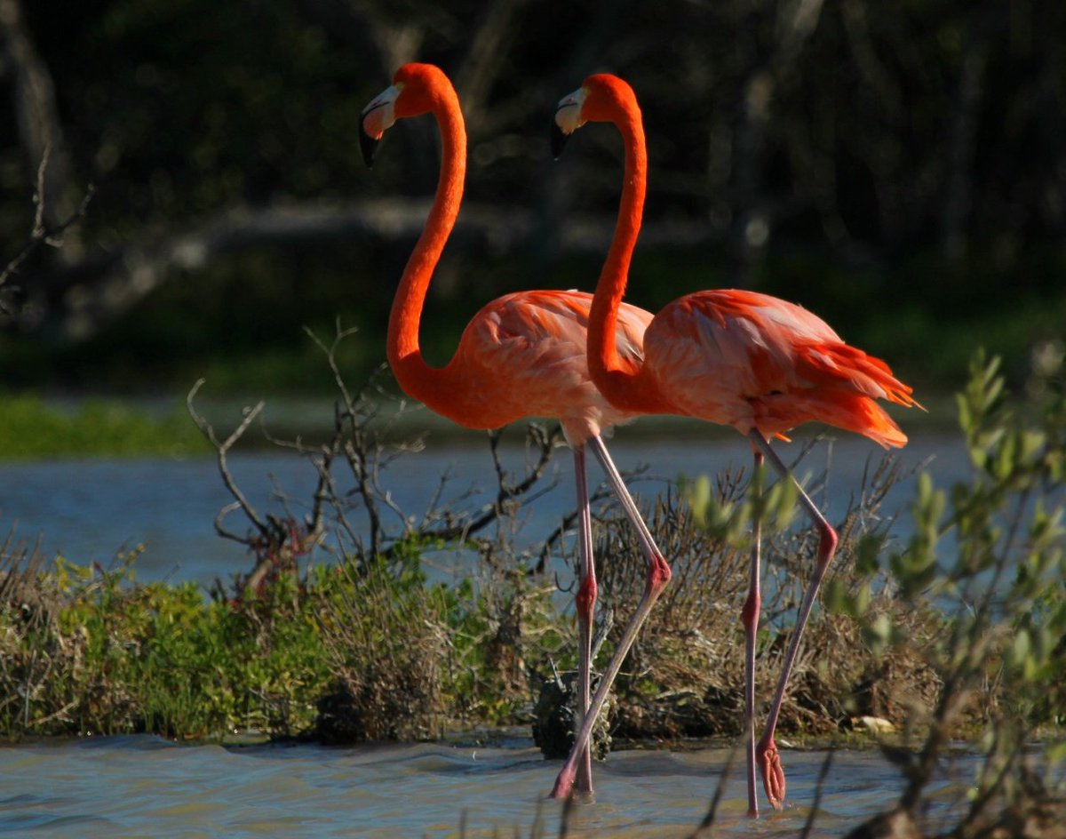 Flamingos in Synch by Tim Fargo

500px.com/photo/97230519…