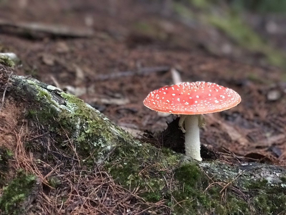 VrithiPushkar's tweet photo. How pretty is this Mushroom? Don't get decieved by its looks, when consumed they can give you hallucinations. #magicmushrooms #prettynature https://t.co/s1eKYTeJLb