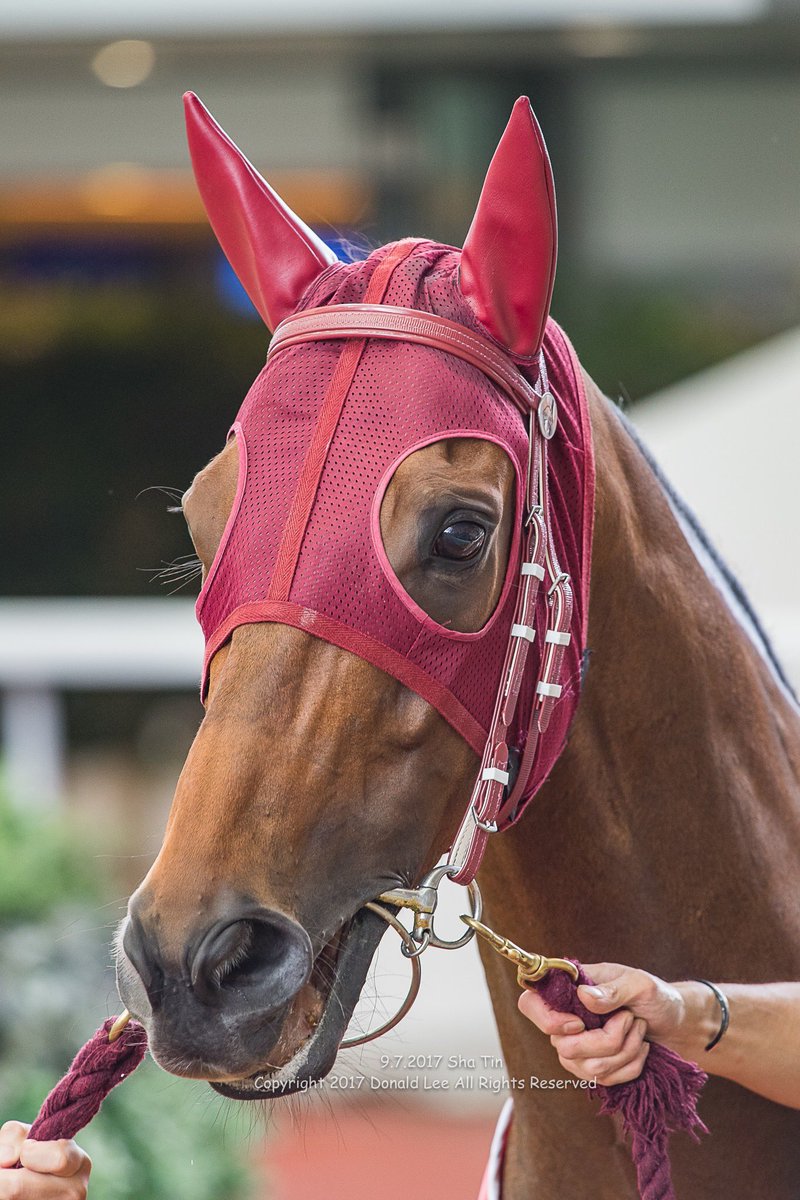 LeeMingDonald's tweet photo. Happy retirement Designs On Rome #HKRacing #DesignsOnRome https://t.co/b0TbcftyIK