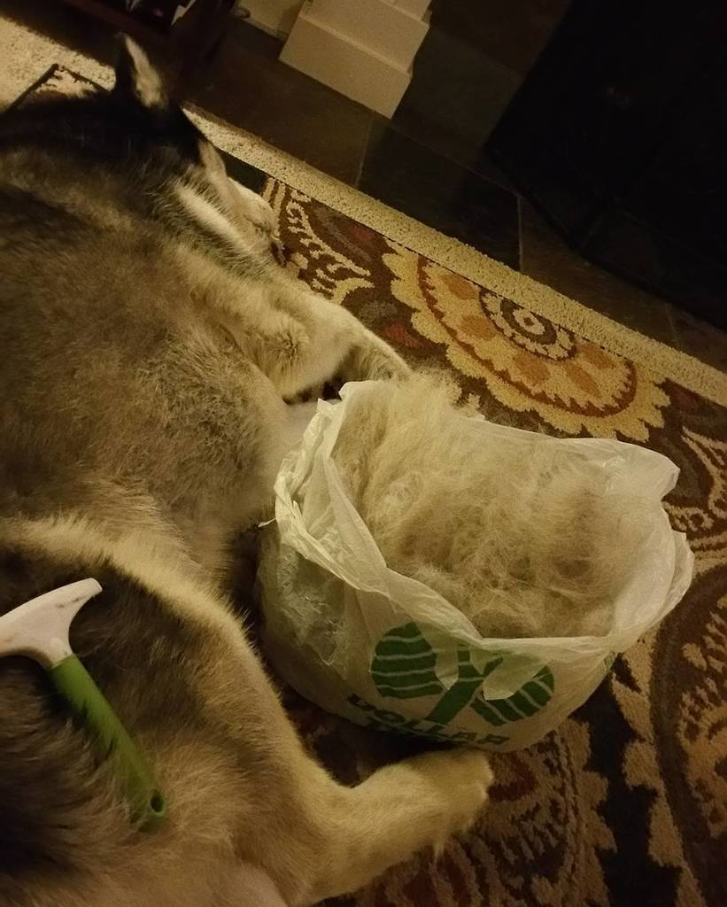 paulsating's tweet photo. The real reason I can't get more writing done.
Shedding season for a husky= fun!
#husky #dogs #doglovers #siberi… https://t.co/44aEPA1kst https://t.co/0zBR2YWIks
