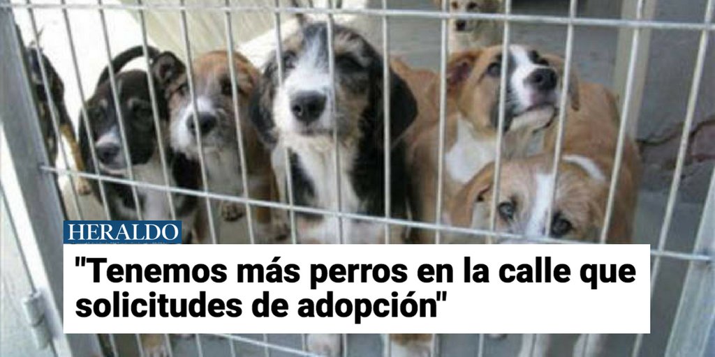 La llegada de las vacaciones se convierte en una sentencia para muchos animales. #AdoptaFelicidad 🐕🐈 buff.ly/2tyVpef