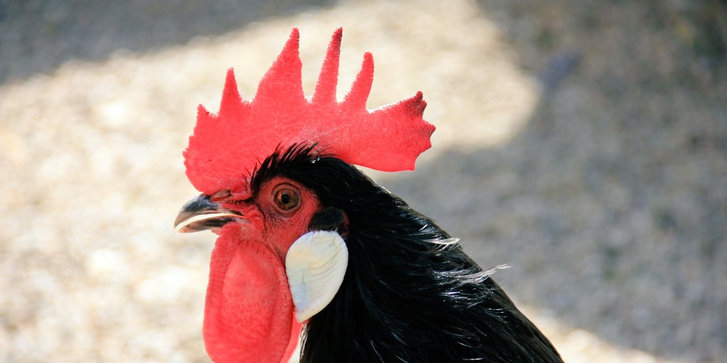 inakimkt's tweet photo. Por muy gallo que sea el gallo... Hay dias que cuesta levantarse🤦‍♂️#FelizLunes 😊💪 https://t.co/ixpVFt3Z5h
