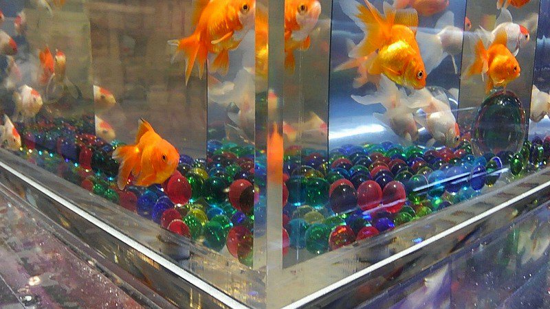金魚になりたい
