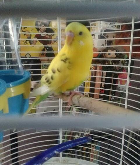 letsignorethis's tweet photo. @ElectricCentury these are my birds :')) they like listening to your music https://t.co/1aMPmCJ68k