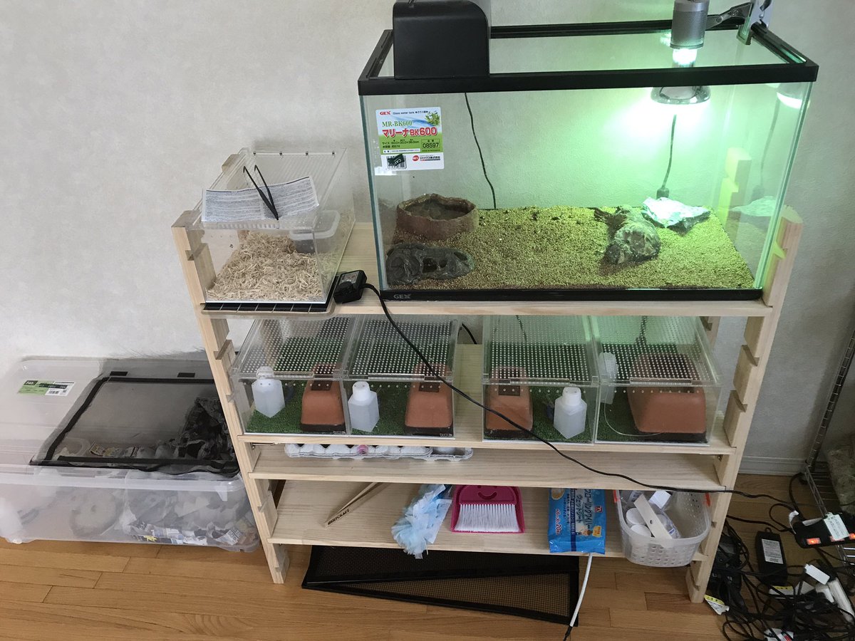 現在の飼育環境！ メタルラックと自作棚！ 棚の方はレプタイルボックス