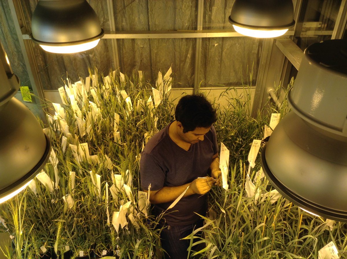 DrHikov's tweet photo. Our paper is available on @biorxivpreprint!
Speed Breeding: A powerful tool to accelerate crop research and breeding https://t.co/MHcpYVWjz2 https://t.co/uVElcT7xux