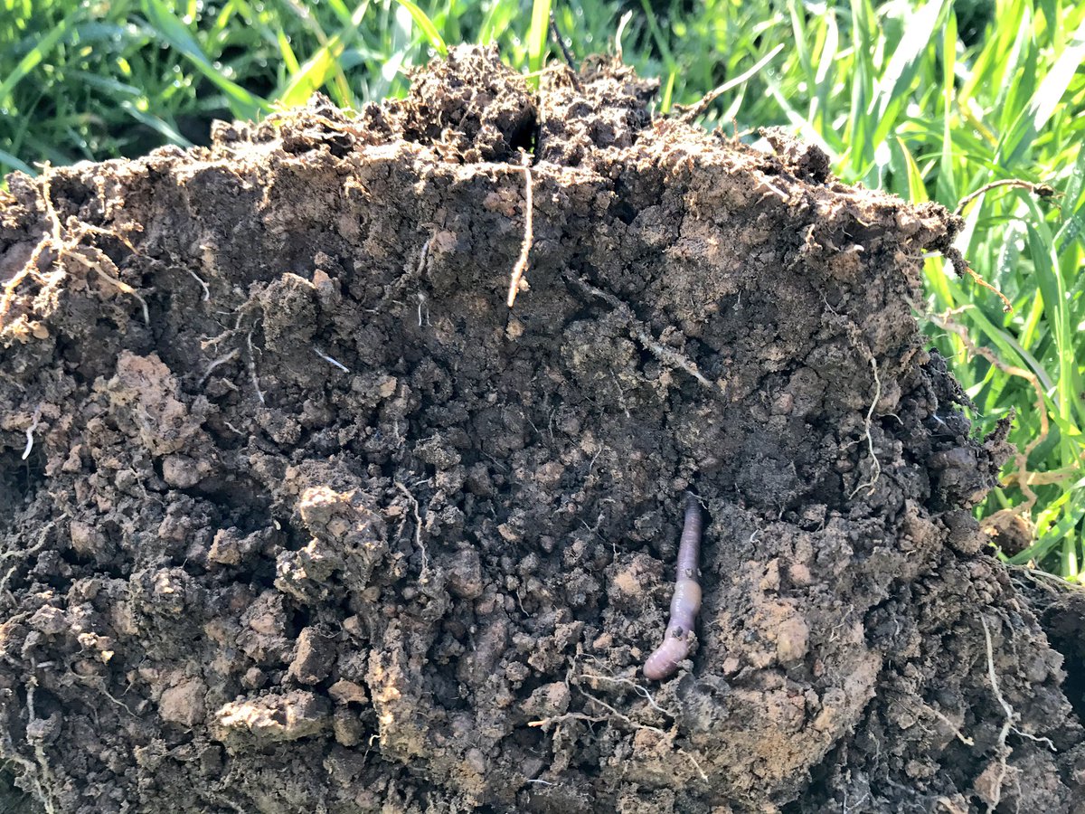 soilpED's tweet photo. What a day to be checking pastures! #fleurieu #pasture #wedgetail #worms #wormsfordays https://t.co/xtT9nf39rj