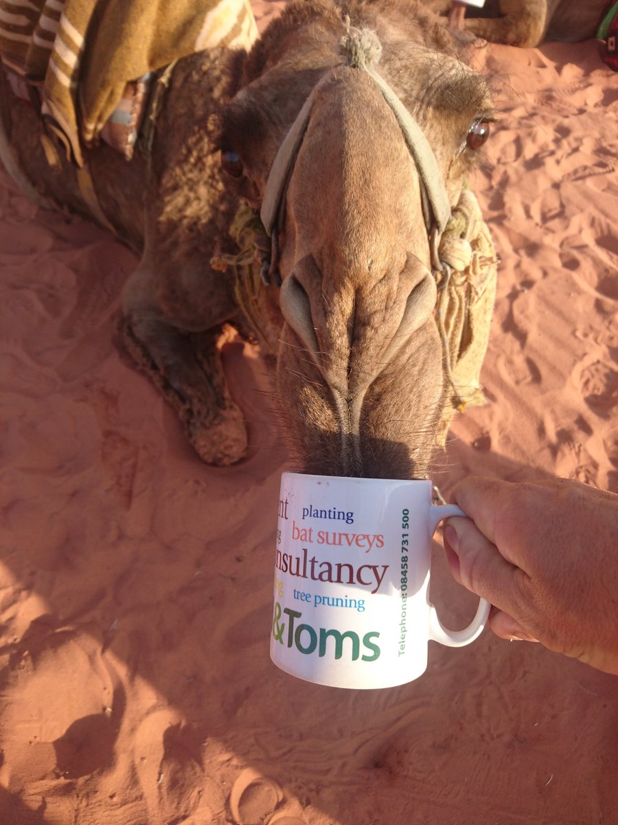 woodymsi's tweet image. Good morning to you @gristwood_toms meet Georgina my trusty camel 😀 #explorejordan #wadiRumm