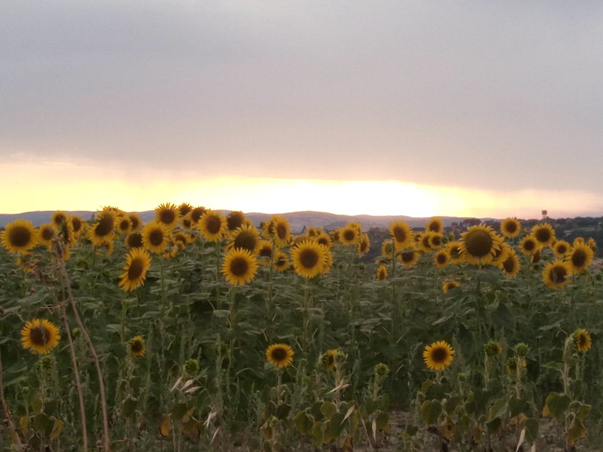 PaolaGigante62's tweet photo. @Elisena_sempre @Beppeley @luigidegennar @paoloigna1 Ieri a #Montignano .. un estate di girasoli https://t.co/aK88DmzKDA