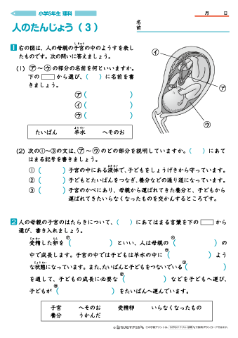 ちびむすドリル 作成 追加しました 小学５年生理科 人のたんじょう 問題プリント ４枚 T Co 0awknhlc0b 卵と精子による人の受精についてや 母親の子宮のつくり 人 が母体内で成長して生まれるまでの様子についてを学び 確認するプリント