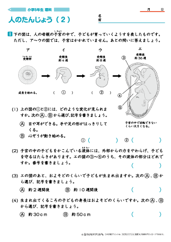 ちびむすドリル 作成 追加しました 小学５年生理科 人のたんじょう 問題プリント ４枚 T Co 0awknhlc0b 卵と精子による人の受精についてや 母親の子宮のつくり 人 が母体内で成長して生まれるまでの様子についてを学び 確認するプリント