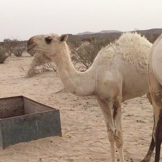 💥للبيع💥
#حوارة #مزيونه
#وضحا
امها وابوها #وضح
على السوم
الموقع #بيشه📍
🔴#أخبر_البائع_أنك_وجدت_الإعلان_هنا🔴
جوال
0553109031