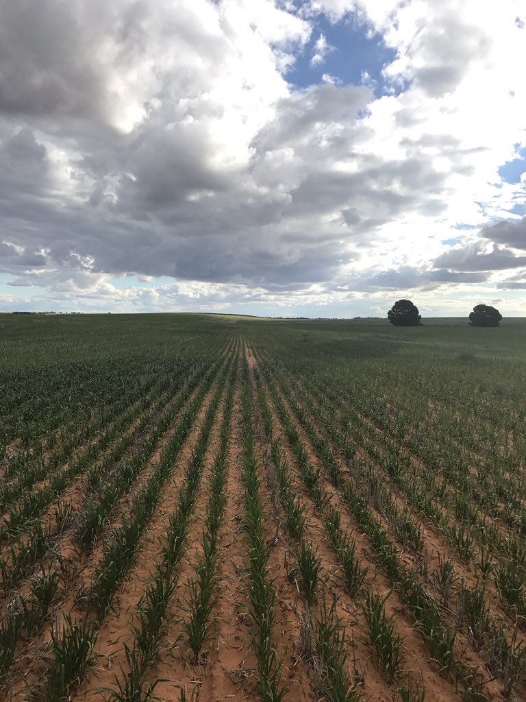 Spot the N-rich strip. Just need the rain!#EldersAgronomy #smartfarmer <a href="/EldersLimited/">Elders</a> <a href="/BLynch81/">Brian Lynch</a>
