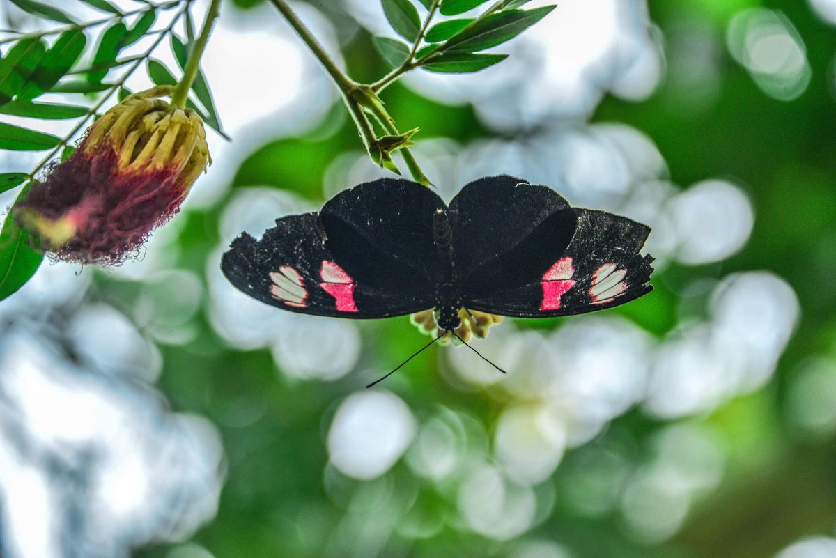 Danuk07's tweet photo. #butterfly #photography #photobutterfly 🦋📷 https://t.co/TT3YLpWUdX