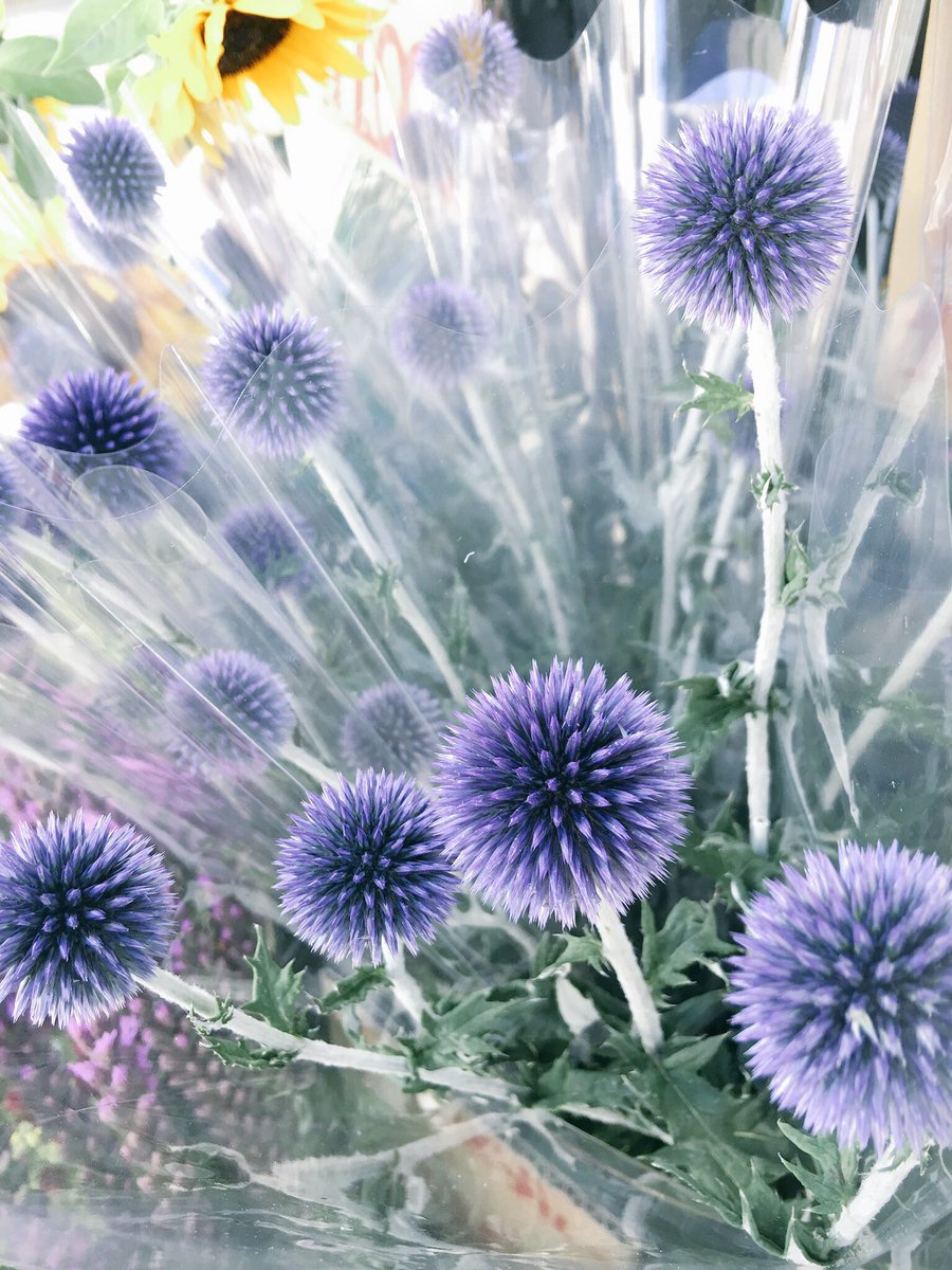 たのワク屋flower Auf Twitter 入荷情報 ベッチーズブルー 1束390円 丸くてトゲトゲしいですが 光沢感のある青い花はとても綺麗です 茎の部分は白く 葉は綺麗な緑でコントラストも最高です 花瓶に挿しても涼しげでオススメです 花 Flower