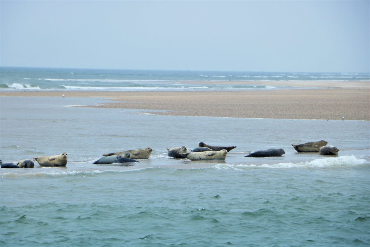 Ga je 4-11 augustus ook mee met de Eilandvijfdaagse? #Wandelen #Fietsen #Zeehonden #Zeilen #Vakantie eilandvijfdaagse.frl