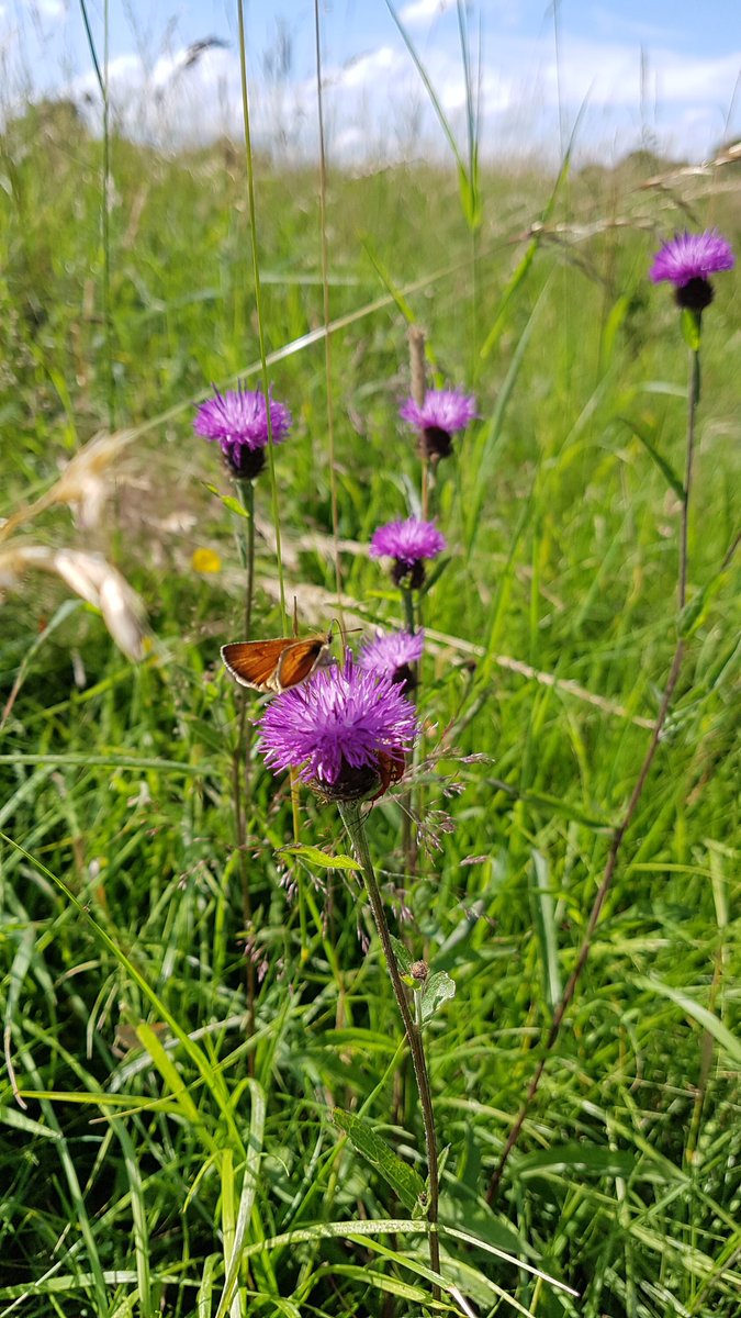 Clifton Backies tweet media