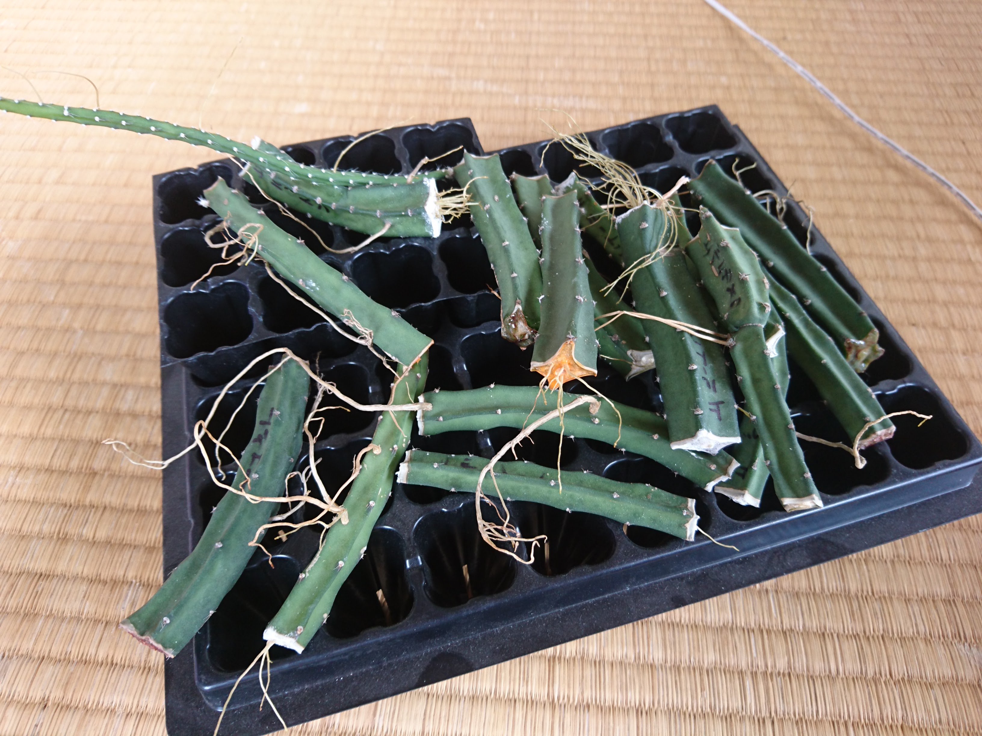 スーパーサボテンタイム ブログ更新 ルートンの脅威のパワー スーパーサボテンタイム 胴切り後に乾かす時代は終わった T Co K6cu11idn6 T Co 8ytam9q7hk Twitter