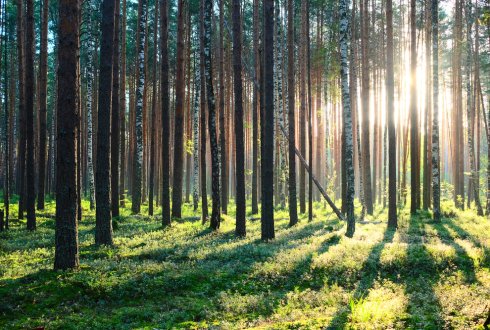 WURenvironment's tweet photo. De zevende Nederlandse Bosinventarisatie is begonnen. Welke #boomsoorten, hoeveel productiehout, hoeveel CO2-opslag? https://t.co/NSjfONyGsO https://t.co/tRtUP8cU6s
