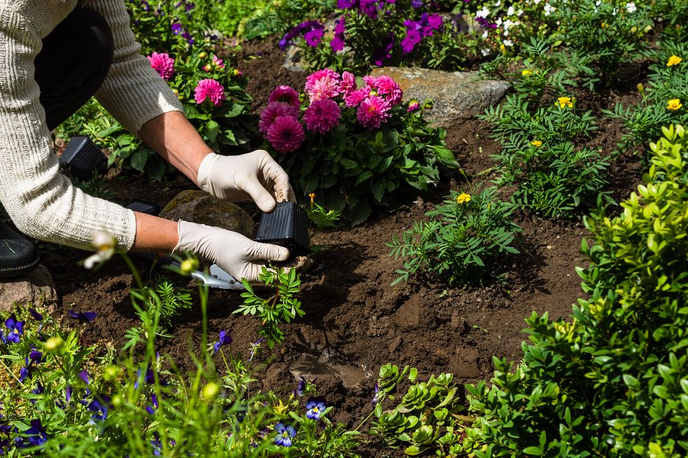 YorwasteLtd's tweet photo. In his latest gardening blog, @MartinFishHort explains what you should be doing in your garden during July. https://t.co/JxgjlZxpOZ https://t.co/xrn6zrpwgD